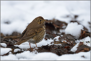 später Schnee... Singdrossel *Turdus philomelos*