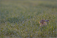 ein wenig Licht... Feldhase *Lepus europaeus*