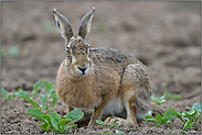 Rundumblick... Feldhase *Lepus europaeus *