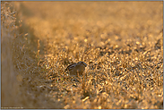 frisch gemäht... Feldhase *Lepus europaeus*