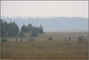 das Kahlwildrudel... Rotwild *Cervus elaphus*