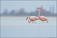 hoch im Norden... Rosaflamingos *Phoenicopterus roseus*