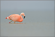 Leere... Chileflamingo *Phoenicopterus chilensis*