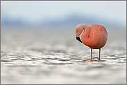 im Flachwasser... Chileflamingo *Phoenicopterus chilensis*