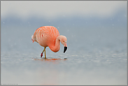 Gegensätze... Chileflamingo *Phoenicopterus chilensis*