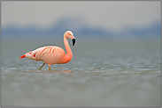 exotisch... Chileflamingo *Phoenicopterus chilensis*