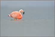 rufend... Chileflamingo *Phoenicopterus chilensis*