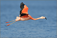 Flugaufnahme... Chileflamingo *Phoenicopterus chilensis *