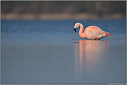 auf Nahrungssuche... Chileflamingo *Phoenicopterus chilensis*