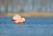 ein wenig exotisch... Chileflamingo *Phoenicopterus chilensis*