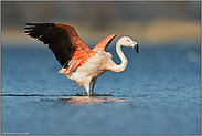 landend... Chileflamingo *Phoenicopterus chilensis*