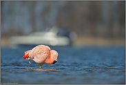 Schiffsverkehr... Chileflamingo *Phoenicopterus chilensis*