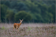 wo die Glockenheide blüht... Reh *Capreolus capreolus*