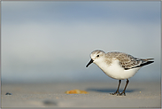 Schärfentiefe... Sanderling *Calidris alba*