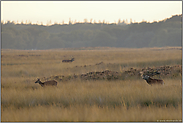 Hirschbrunft... Rotwild *Cervus elaphus*