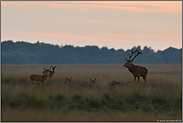 weiches Licht... Rotwild *Cervus elaphus*