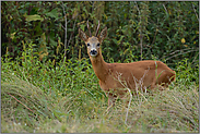 dicht am Waldrand... Rehbock *Capreolus capreolus*