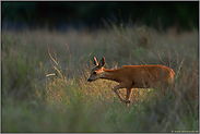 letztes Licht... Reh *Capreolus capreolus*