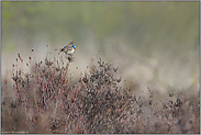 der Sänger... Blaukehlchen *Luscinia svecica*