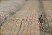 Erntezeit...Feldhase *Lepus europaeus*