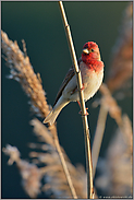 Schilfhalme...  Karmingimpel *Carpodacus erythrinus *