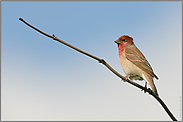 hoch oben... Karmingimpel *Carpodacus erythrinus*