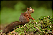 prüfender Blick... Eichhörnchen *Sciurus vulgaris*