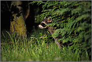 Leben im Verborgenen... Waschbär *Procyon lotor*