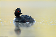 aufgetaucht... Schwarzhalstaucher *Podiceps nigricollis*