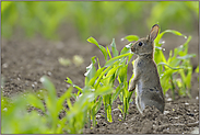 Verbiss im Mais...  Wildkaninchen *Oryctolagus cuniculus *