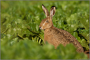 zwischen Rüben... Feldhase *Lepus europaeus*