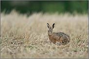 Mümmelmann... Feldhase *Lepus europaeus*