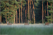 Junggesellenverband... Rotwild *Cervus elaphus* bei der Äsung