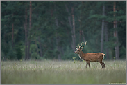 abends, wenn es dunkel wird... Rothirsch *Cervus elaphus*