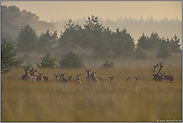 nach dem großen Regen... Rotwild *Cervus elaphus*