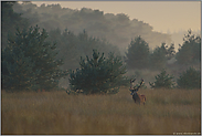 nach dem großen Schauer... Rothirsch *Cervus elaphus*