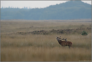 mit lang gestrecktem Hals... Rothirsch *Cervus elaphus*