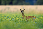 starker Bock... Rehbock *Capreolus capreolus*