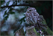 früher Vogel... Steinkauz *Athene noctua*