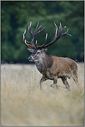 einer der stärksten... Rothirsch *Cervus elaphus*