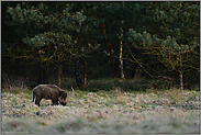 auf Knien... Wildschwein *Sus scrofa*