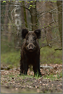 Aug' in Aug'... Wildschwein *Sus scrofa*