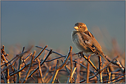 Heckenvogel... Haussperling *Passer domesticus*