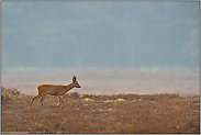 auf der Hochfläche... Rehbock *Capreolus capreolus*