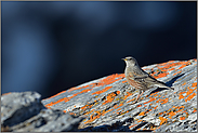 hoch oben... Alpenbraunelle  *Prunella collaris*