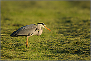 nach der Mahd... Graureiher *Ardea cinerea*