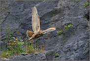 der Abstoss... Europäischer Uhu *Bubo bubo*