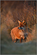 im schönsten Abendlicht... Rotfuchs *Vulpes vulpes*