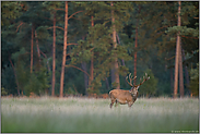 vollgefressen... Rothirsch *Cervus elaphus*