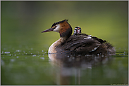 Lichtspiegelungen... Haubentaucher *Podiceps cristatus*